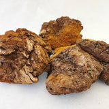 【期間限定特別セットA】シベリア霊芝茶（楊さちこ監修）茶筒付き+詰替え